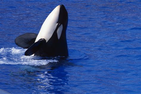 Orca-human Interaction: Ethical Considerations in the Water